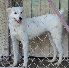 BONNIE2, Hund, Mischlingshund in Rumänien - Bild 3