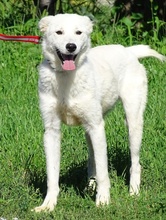BONNIE2, Hund, Mischlingshund in Rumänien - Bild 4