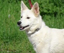 BONNIE2, Hund, Mischlingshund in Rumänien - Bild 5