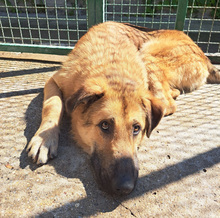 MIKO, Hund, Mischlingshund in Kroatien - Bild 13