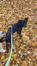 HOSHI, Hund, Mischlingshund in Oldenburg - Bild 13