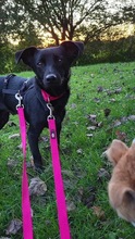 HOSHI, Hund, Mischlingshund in Oldenburg - Bild 14