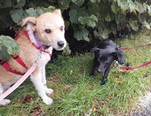 HOSHI, Hund, Mischlingshund in Oldenburg - Bild 5