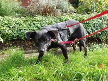HOSHI, Hund, Mischlingshund in Oldenburg - Bild 6