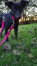 HOSHI, Hund, Mischlingshund in Oldenburg - Bild 8