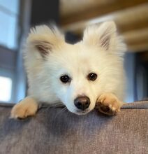 ALFREDO, Hund, Japanischer Spitz in Burgdorf - Bild 2