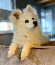 ALFREDO, Hund, Japanischer Spitz in Burgdorf - Bild 3