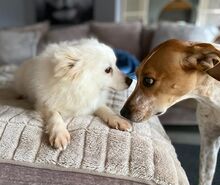 ALFREDO, Hund, Japanischer Spitz in Burgdorf - Bild 5