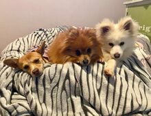 ALFREDO, Hund, Japanischer Spitz in Burgdorf - Bild 8