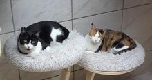 AMIRA, Katze, Europäisch Kurzhaar in Weil - Bild 1