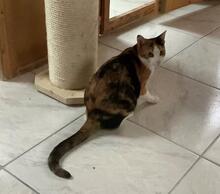 AMIRA, Katze, Europäisch Kurzhaar in Weil - Bild 15