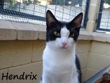HENDRIX, Katze, Europäisch Kurzhaar in Spanien - Bild 3