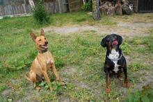 JOLENE, Hund, Mischlingshund in Salzwedel - Bild 14