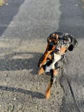 JOLENE, Hund, Mischlingshund in Salzwedel - Bild 15