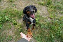 JOLENE, Hund, Mischlingshund in Salzwedel - Bild 8