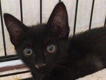 CORVETTE, Katze, Europäisch Kurzhaar in Spanien - Bild 6