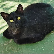 CORVETTE, Katze, Europäisch Kurzhaar in Spanien - Bild 7