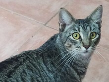 LAHJA, Katze, Europäisch Kurzhaar in Spanien - Bild 2
