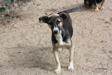 SARAH, Hund, Mischlingshund in Barum - Bild 4