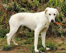 BABY, Hund, Mischlingshund in Biebertal - Bild 11