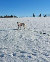 BABY, Hund, Mischlingshund in Biebertal - Bild 22