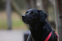 VITO, Hund, Labrador-Mix in Solingen - Bild 2