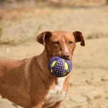 MANDALA, Hund, Podenco in Spanien - Bild 1