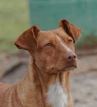 MANDALA, Hund, Podenco in Spanien - Bild 2