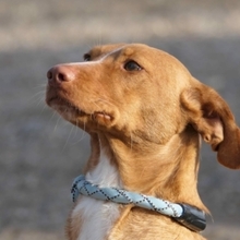MANDALA, Hund, Podenco in Spanien - Bild 6
