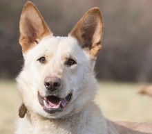 ALBIN, Hund, Mischlingshund in Slowakische Republik - Bild 1
