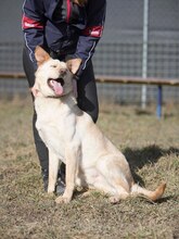 ALBIN, Hund, Mischlingshund in Slowakische Republik - Bild 10
