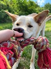 ALBIN, Hund, Mischlingshund in Slowakische Republik - Bild 14