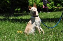 ALBIN, Hund, Mischlingshund in Slowakische Republik - Bild 16