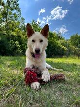 ALBIN, Hund, Mischlingshund in Slowakische Republik - Bild 17