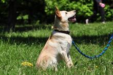 ALBIN, Hund, Mischlingshund in Slowakische Republik - Bild 19