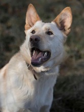 ALBIN, Hund, Mischlingshund in Slowakische Republik - Bild 2