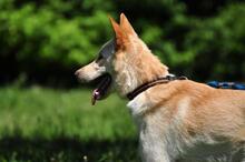 ALBIN, Hund, Mischlingshund in Slowakische Republik - Bild 20