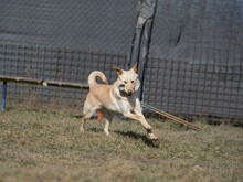 ALBIN, Hund, Mischlingshund in Slowakische Republik - Bild 3