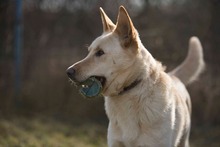 ALBIN, Hund, Mischlingshund in Slowakische Republik - Bild 4