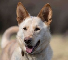 ALBIN, Hund, Mischlingshund in Slowakische Republik - Bild 5