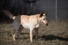 ALBIN, Hund, Mischlingshund in Slowakische Republik - Bild 6