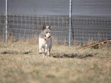 ALBIN, Hund, Mischlingshund in Slowakische Republik - Bild 7