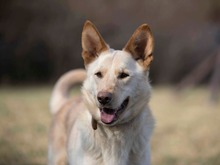 ALBIN, Hund, Mischlingshund in Slowakische Republik - Bild 8
