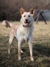 ALBIN, Hund, Mischlingshund in Slowakische Republik - Bild 9