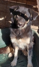 LAIKA, Hund, Mischlingshund in Rumänien - Bild 7