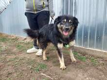 LAIKA, Hund, Mischlingshund in Rumänien - Bild 9