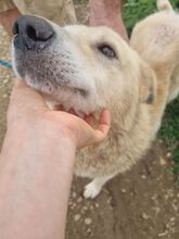 ARTUR, Hund, Mischlingshund in Rumänien - Bild 9