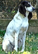LOTTA, Hund, Mischlingshund in Griechenland - Bild 12