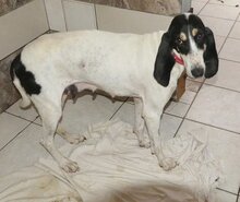 LOTTA, Hund, Mischlingshund in Griechenland - Bild 16