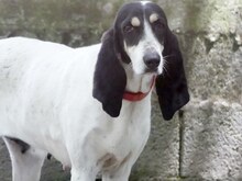 LOTTA, Hund, Mischlingshund in Griechenland - Bild 24